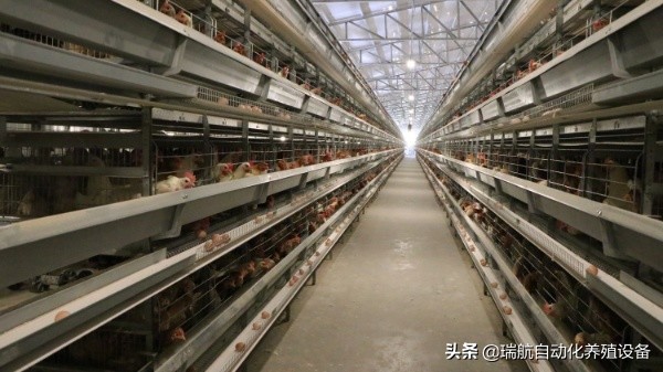 蛋鸡中暑症状及治疗,高温天气鸡中暑咋办