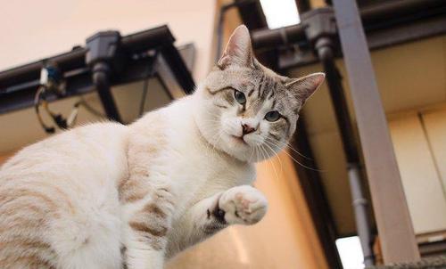 猫咪怎么教小猫咪踩奶,为什么猫咪学不会上马桶