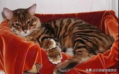 行走的人民币布偶猫,最贵的猫品种排名布偶猫