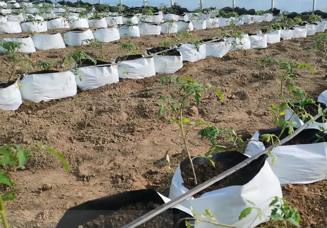 番茄种植问题及解决方法,番茄种植不良是什么原因