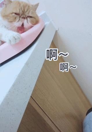 猫咪脱臼复位后好久恢复,猫咪下巴脱臼了可以治愈吗