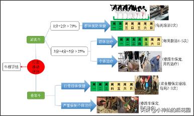 牛蹄疣的发病原因,牛蹄长疣后修复