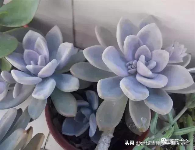 365种多肉图谱大全,365种鲜花图册大全