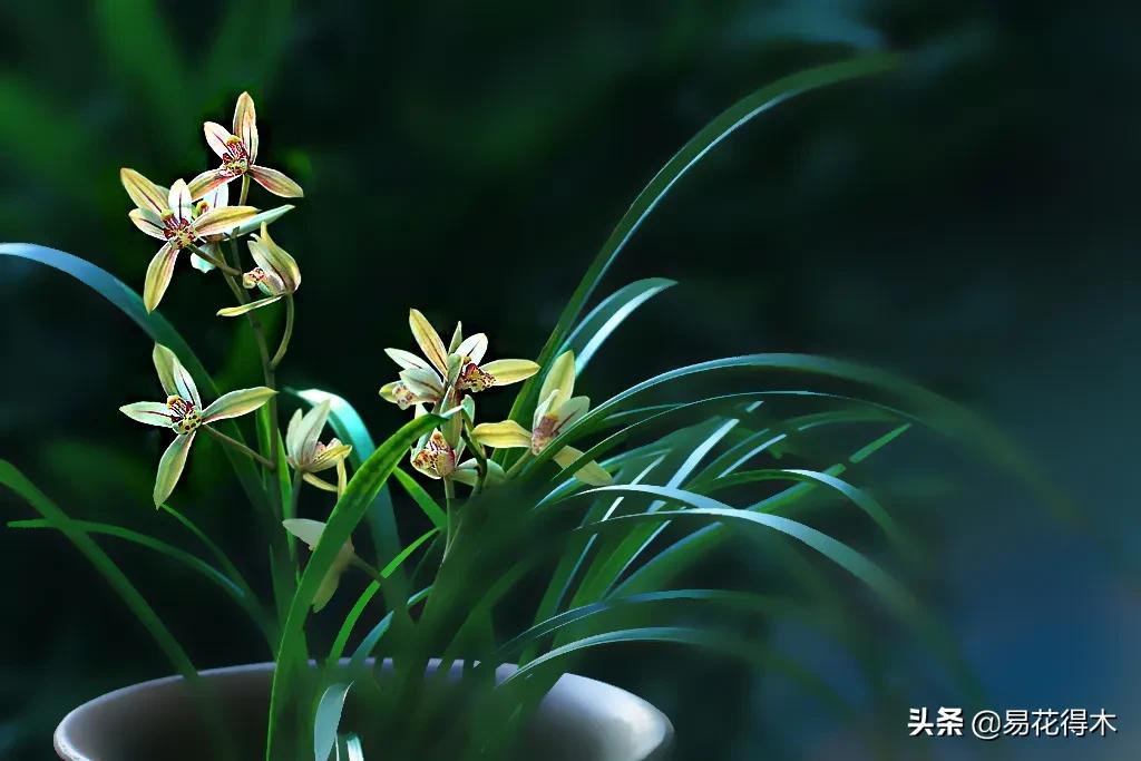 盆栽枯萎什么原因,家里的盆栽总是蔫