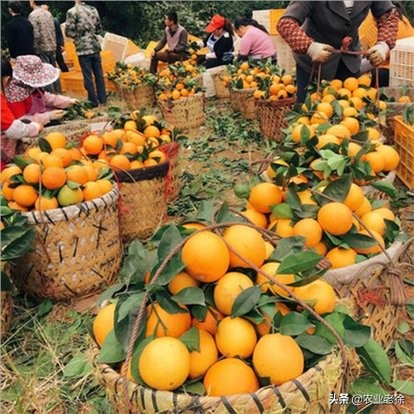 橙子栽培管理方法,橙子幼苗施肥和浇水方法