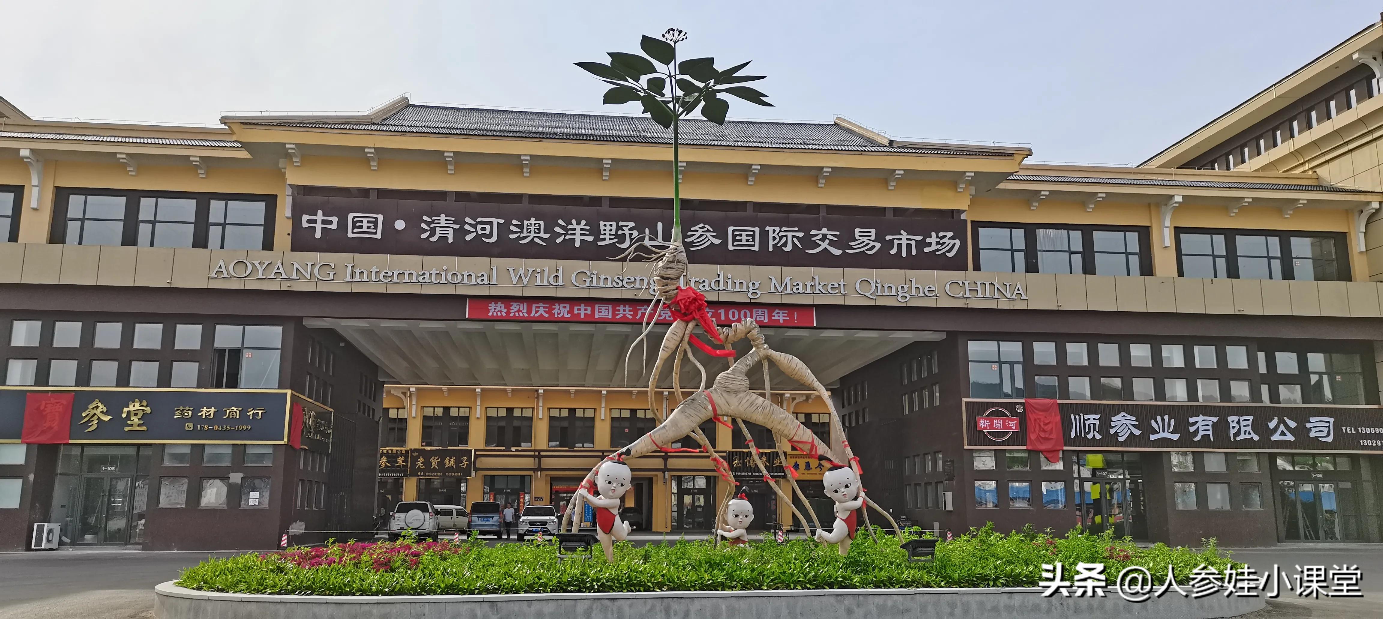 人参和野山参有什么区别图片,科普中药人参