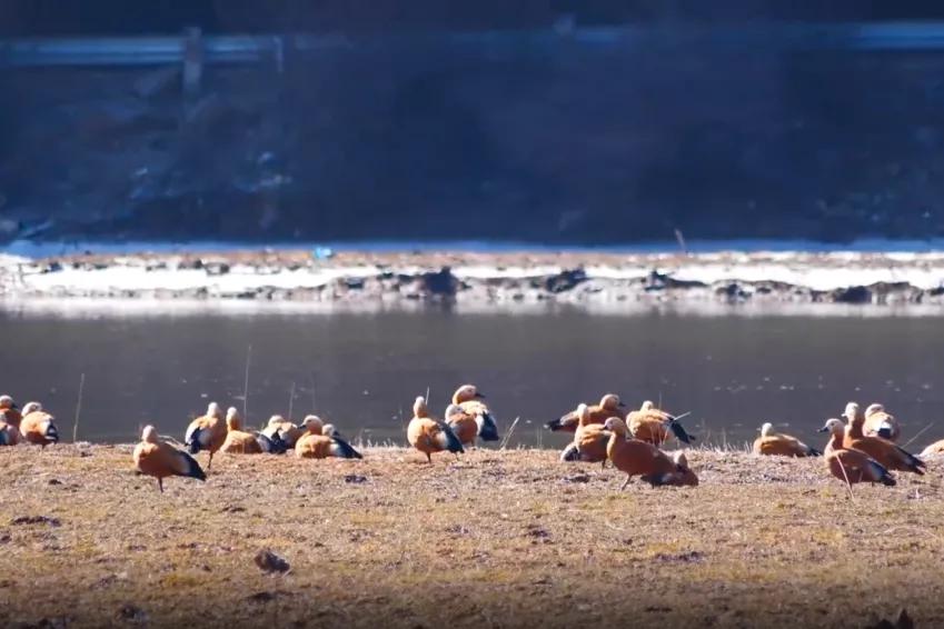 新闻晚高峰视频直播,新闻晚高峰播放时间
