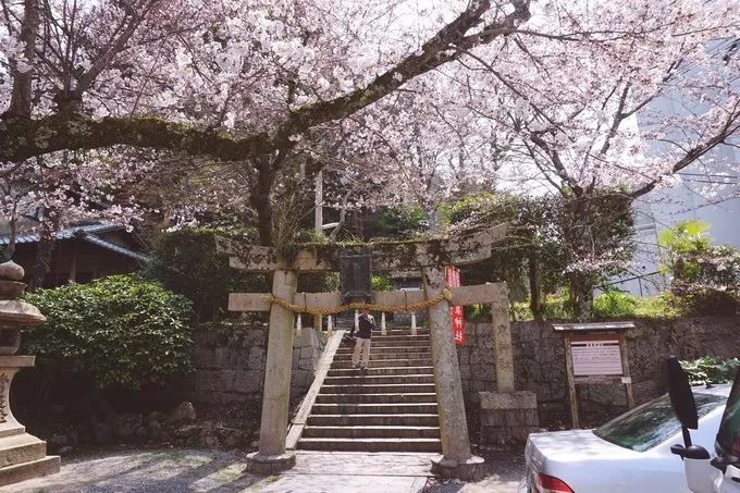 日本的樱花又开了哦,日本樱花又开了是什么梗