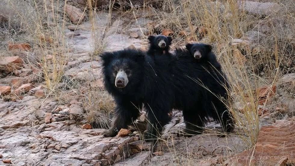 懒熊体型和老虎哪个好,懒熊可以打败老虎吗