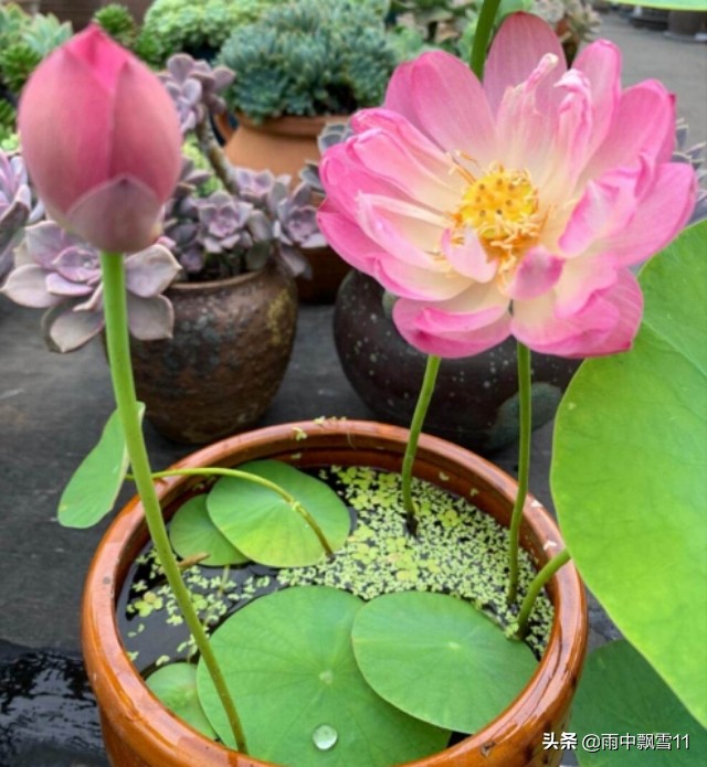 碗莲这样养，十有八九不开花？注意这5点，碗莲花大色更艳
