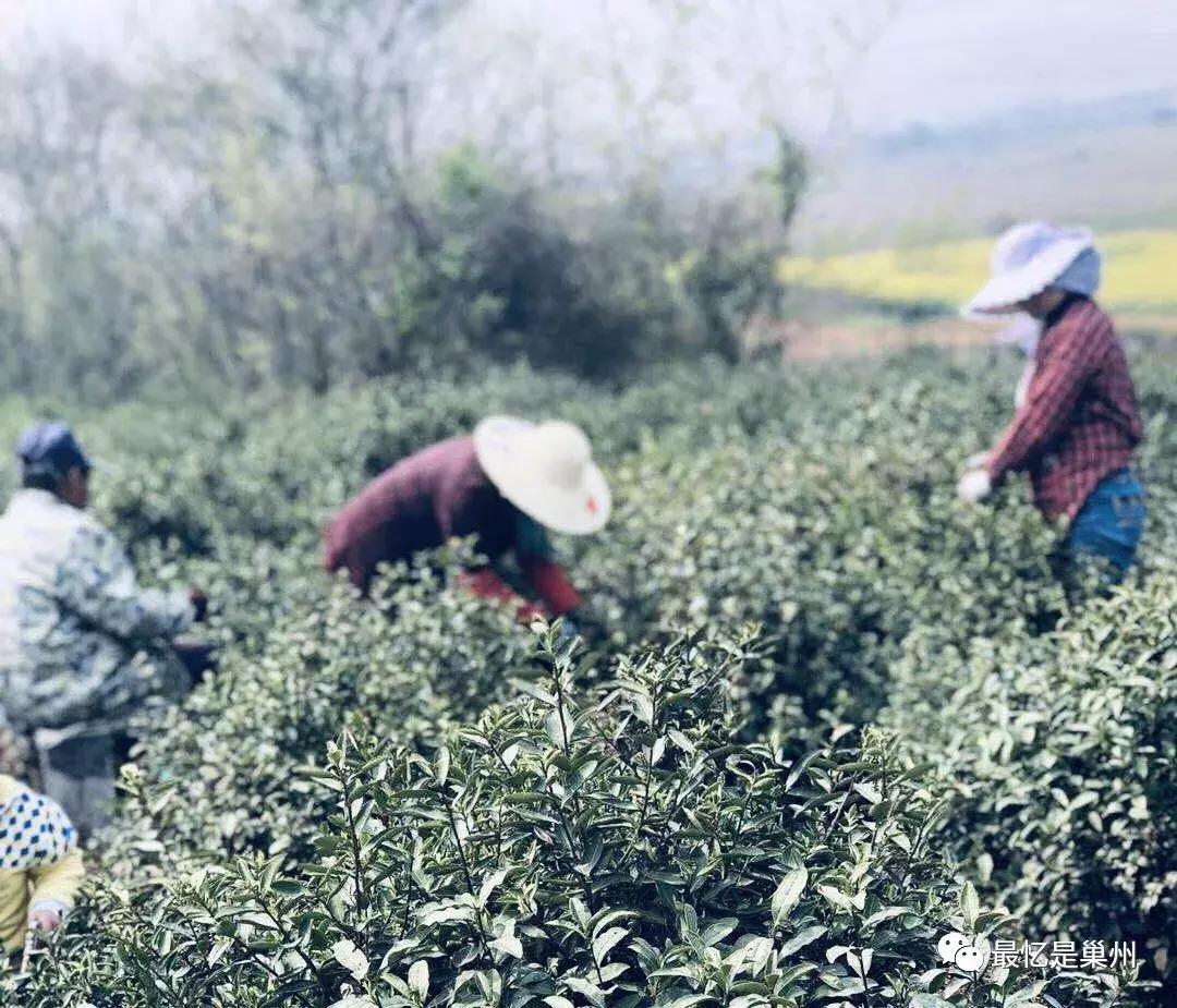 巢湖市东黄山的春茶,巢湖北乡有哪些茶