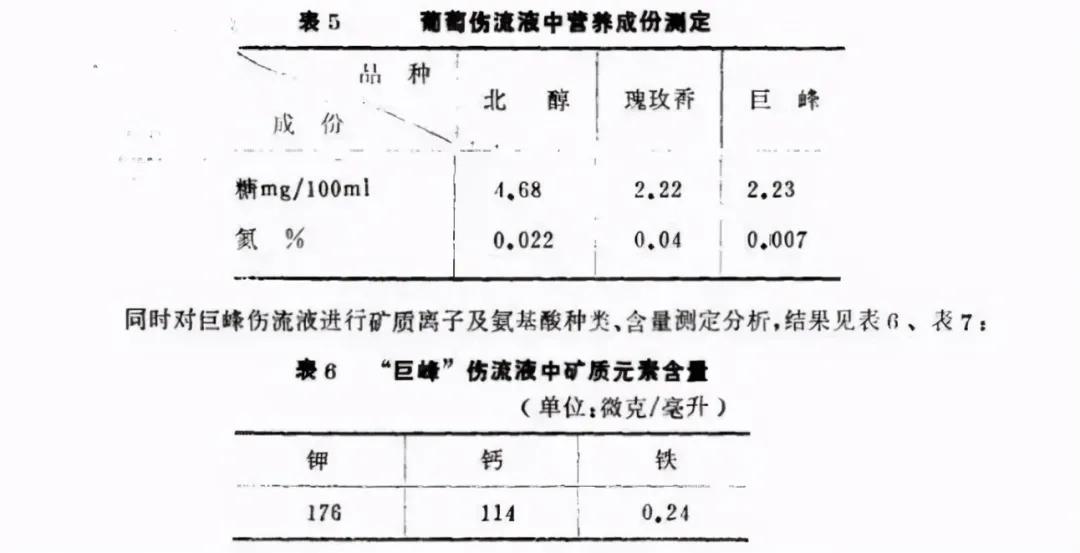 葡萄管理中常见的问题,葡萄管理后期注意事项