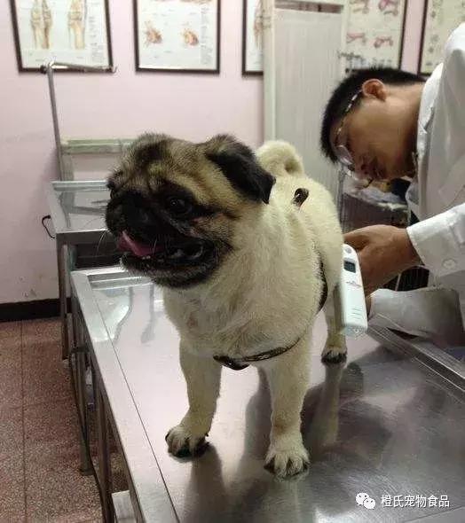 在医院给狗狗量体温,不去医院自己检查狗狗