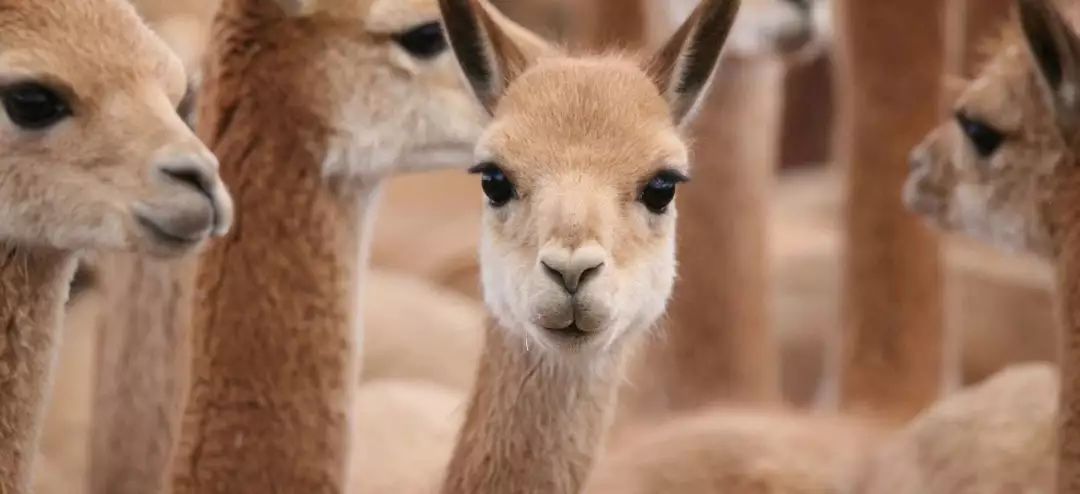 上万的大衣值得买吗,高端上万大衣