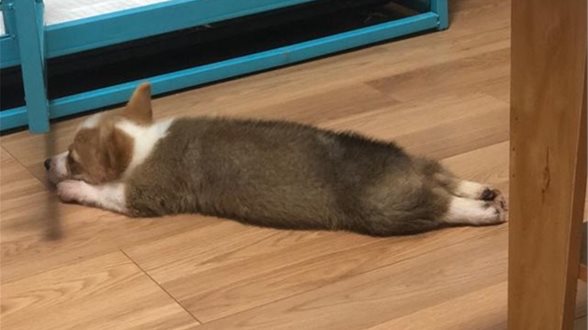 被别人狗抓伤对方不负责犯法吗,被狗狗咬伤抓伤怎么处理