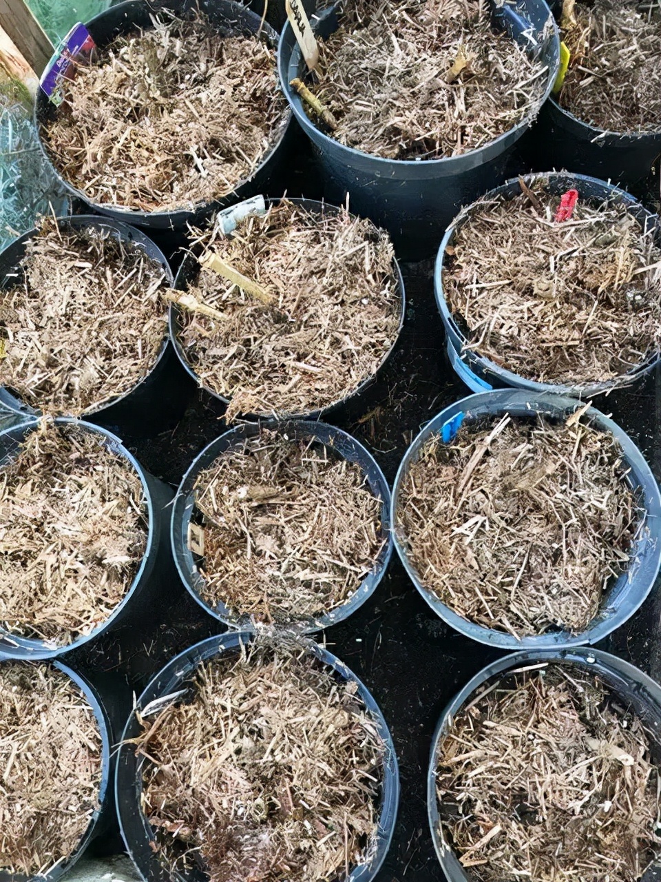 大丽花秋天要起球吗,大丽花怎样越长越好