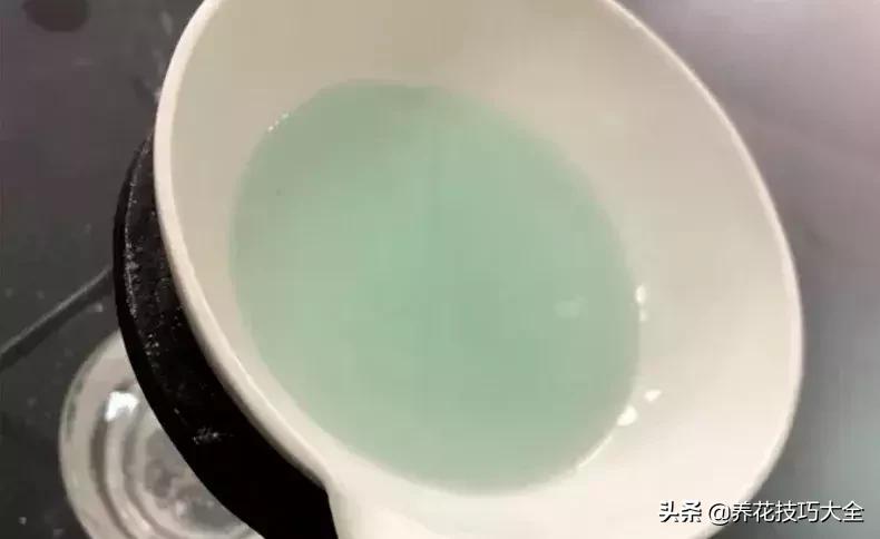 这4种花卉爱喝水浇水越多越旺盛,这几种花草浇水浇不对越养越不好