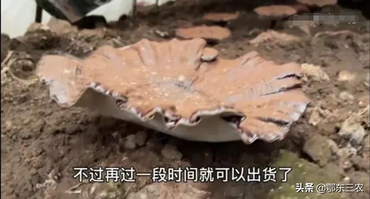 夫妻包56亩地,夫妻俩承包100亩农田