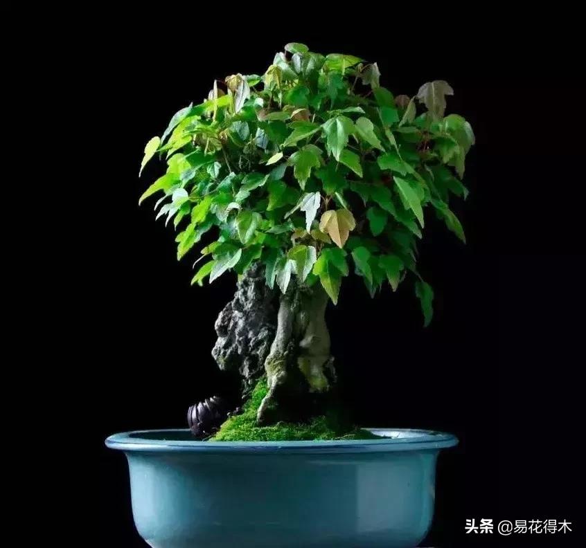 日本红枫和中国红枫有什么区别,日本红枫和中国红枫盆景的区别