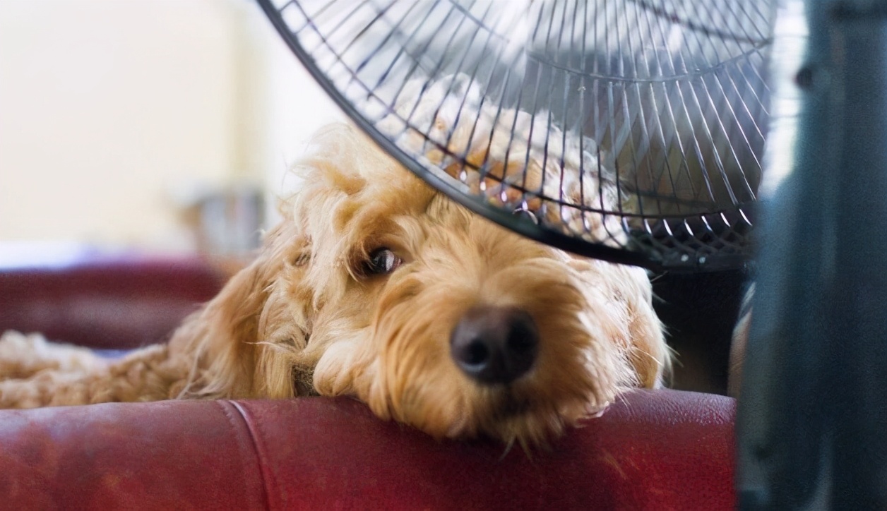 有什么防暑小妙招,狗狗防暑小常识