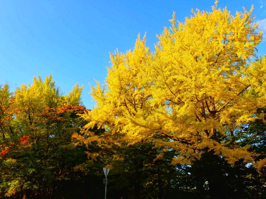从南到北游日本之北海道札幌