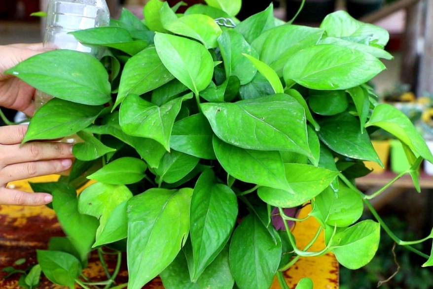 绿萝怎么浇水叶子更绿更茂盛,绿萝浇什么水长得快杆子粗叶子绿