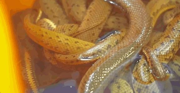 顺德伦教水蛇粥电话,伦教肥仔水蛇粥