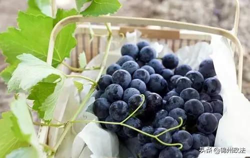 辽宁中国特色农产品优势区名单,辽宁特色农产品品牌有哪些