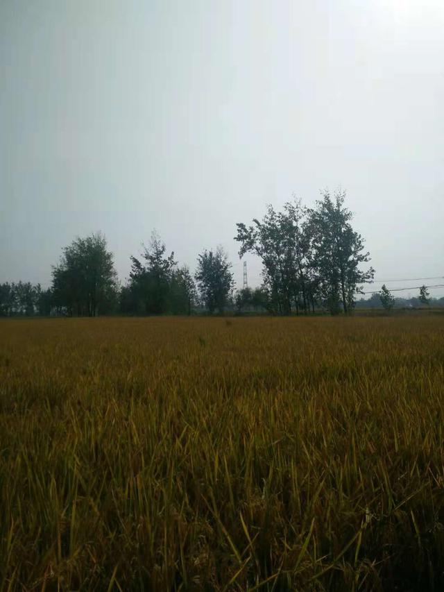 关于NNT公司废旧物资回收中心体系组织形式的方案建议