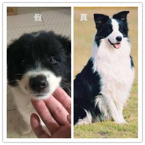 网友表示自己500入了边牧的坑，我看了眼，这个坑还不浅！