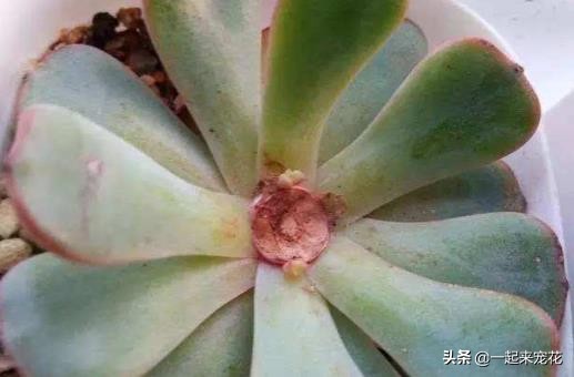 多肉叶片发芽老叶片要剪掉吗,砍头的多肉爆崽后为什么长不大