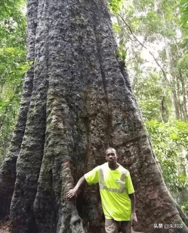 巴花大板成投资收藏新宠?原木来自3000年非洲树王,直径达两米