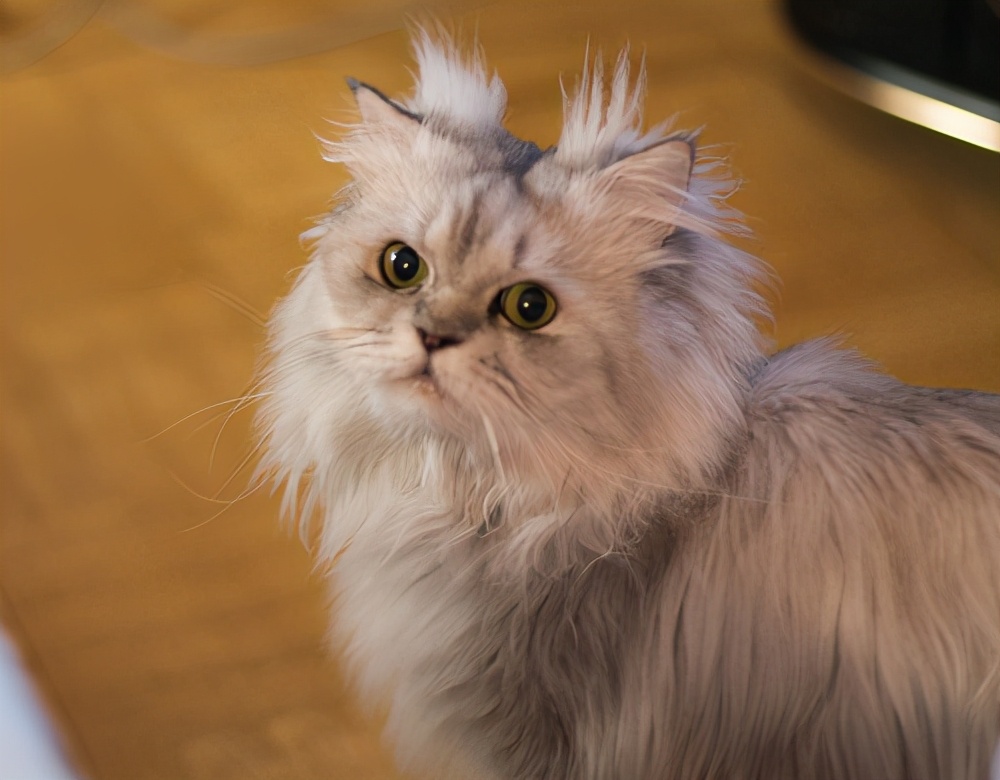 金吉拉猫拉肚子吐毛球,金吉拉拉稀什么病