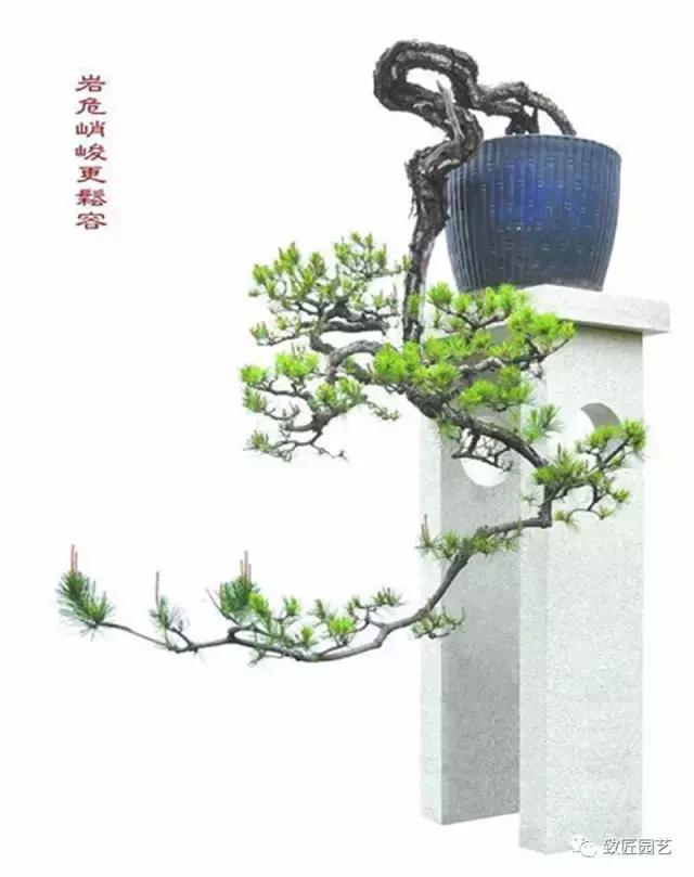 岭南派树桩盆景造型特点,原生树桩盆景的造型与制作方法