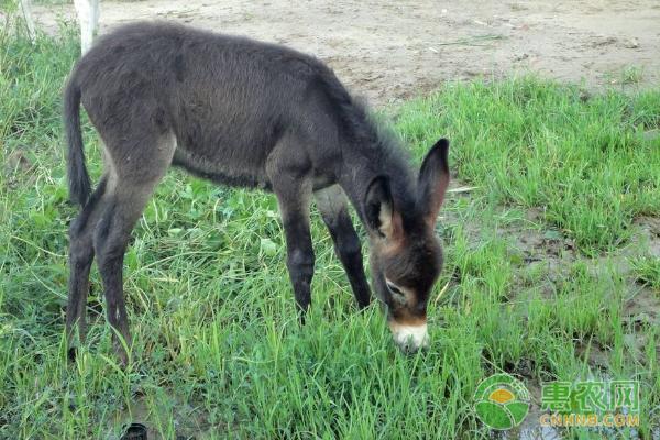 毛驴多少钱一斤养殖技术,毛驴的价格前景如何
