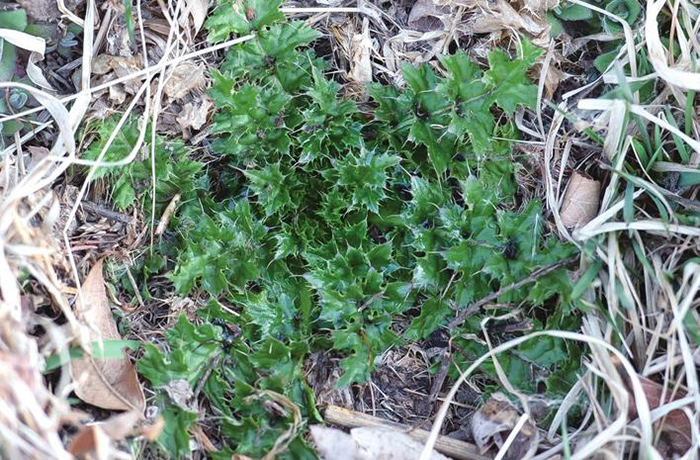 清明植物图鉴,清明时有什么植物和动物
