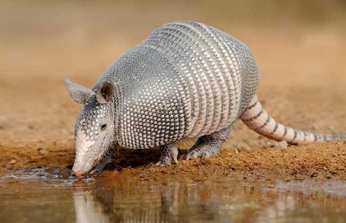 犰狳的防御是最强的吗,犰狳的防御