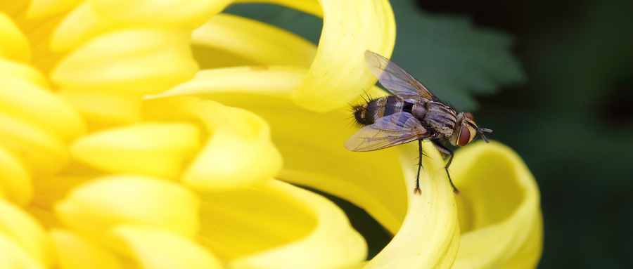 苍蝇在食物上爬过食物还能不能吃,苍蝇在食物中发生的事