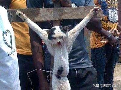 文艺录丨谈羌族“毒药猫”传说：女性的污化与社会集群的替罪羊