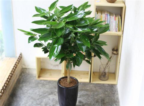 平安树叶子干尖发黑怎么解决,平安树叶子尖发黑干枯用什么药水