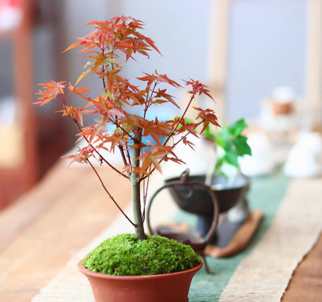 红枫如何提高观赏性,红枫扦插用老枝条好还是嫩枝条好