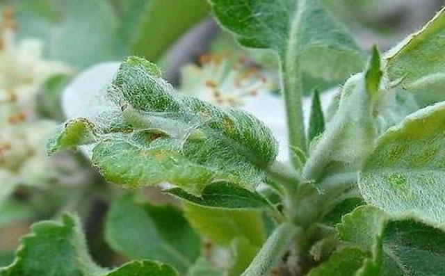 苹果小卷蛾用什么杀虫剂,苹果树卷叶病用什么药