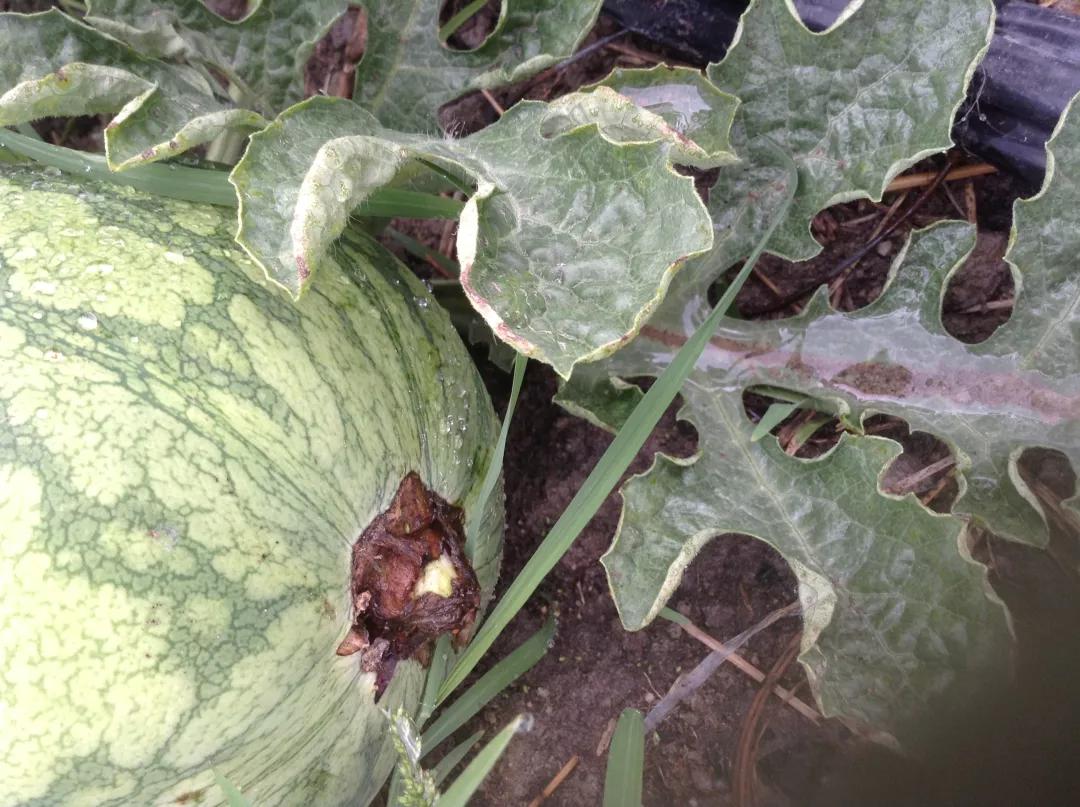 作物缺素原因及症状对照表收藏版,作物营养缺素诊断与科学施肥