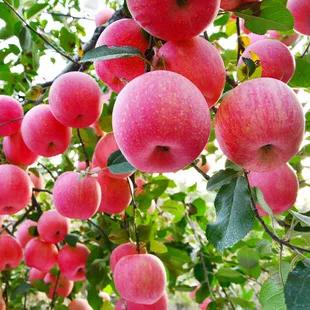 农产品销售该卖什么货源,农产品销售都能卖什么商品