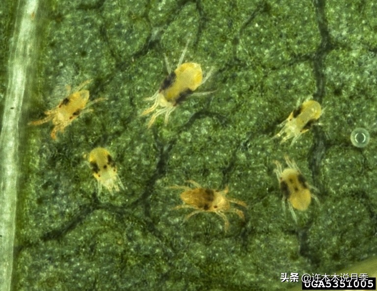 月季红蜘蛛紧急处理,月季红蜘蛛怎么预防