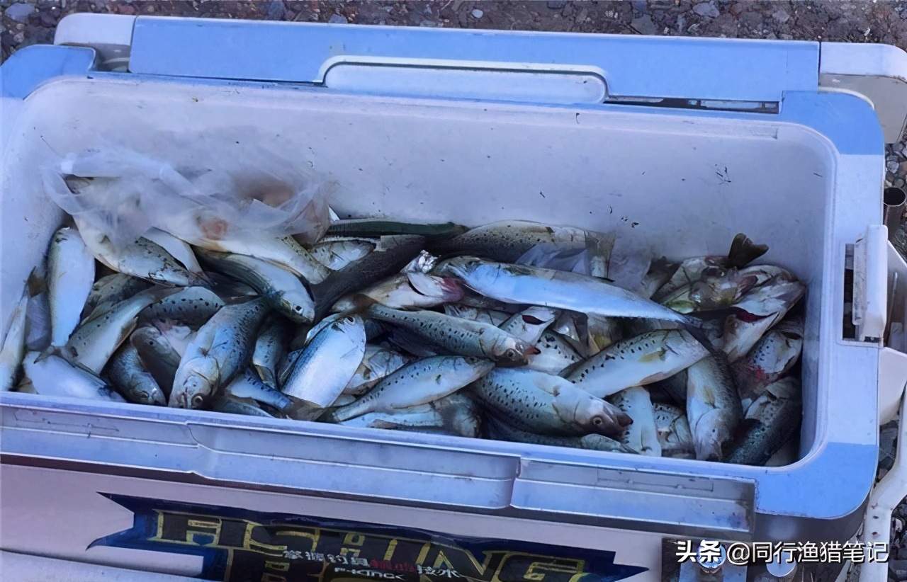 鲈鱼如何钓最好,鲈鱼用什么钓法最好钓