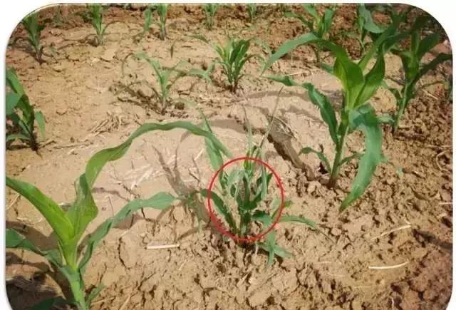 玉米苗卷叶是什么病如何治,玉米最近发生的大事