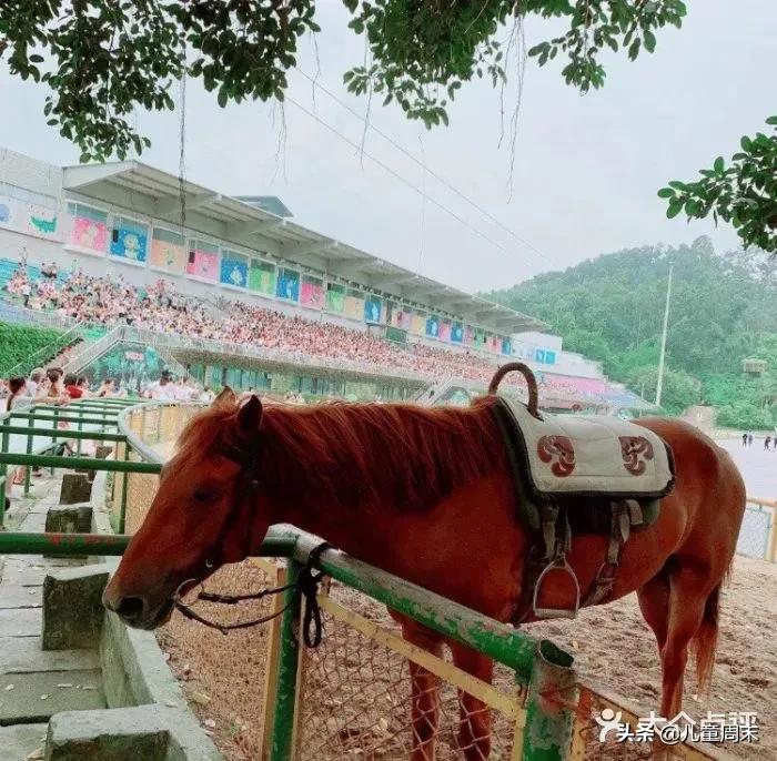 深圳海边骑马地点推荐,深圳骑马最佳地点