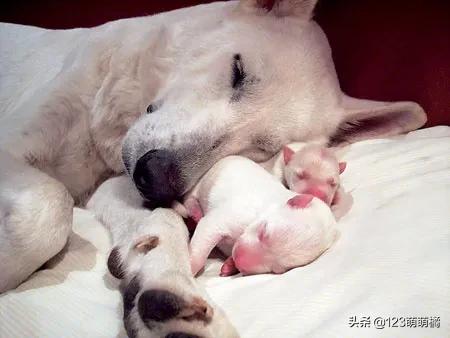 不会解说的解说员——《隔壁家的母狗生娃过程》