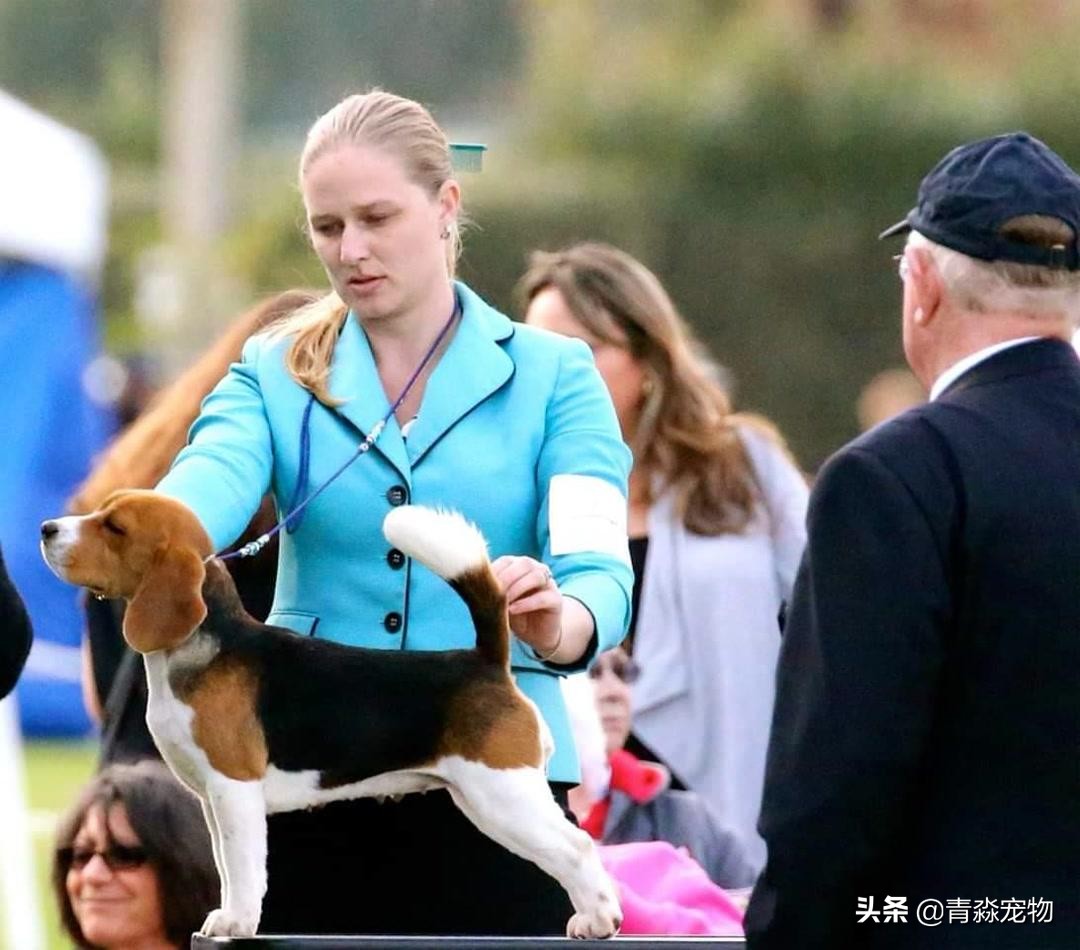 狗狗吃撑了呕吐拉稀怎么办,狗狗感冒了呕吐喂什么药好